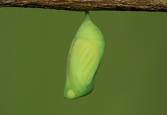 Mature pupa of Melanitis leda leda (Oriental Common Evening Brown)
