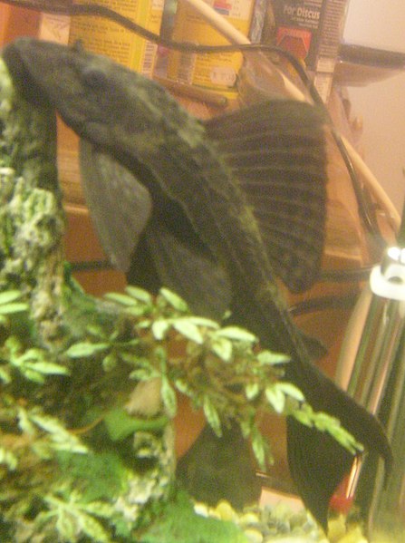 File:Maturing Pleco Sucking.jpg