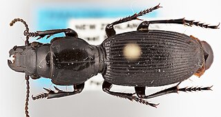 <i>Mecodema aoteanoho</i> Species of beetle