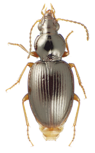 <i>Mecyclothorax</i> Genus of beetles