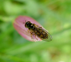 Melanostoma sp. (scalare^) Female. - Flickr - gailhampshire.jpg