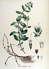 Mentha arvensis — Flora Batava — Volume v15.jpg