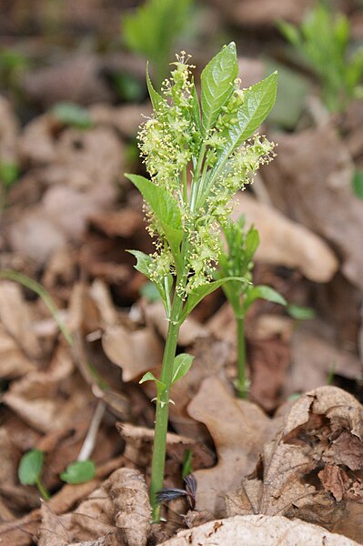 File:Mercurialis perennis kz03.jpg