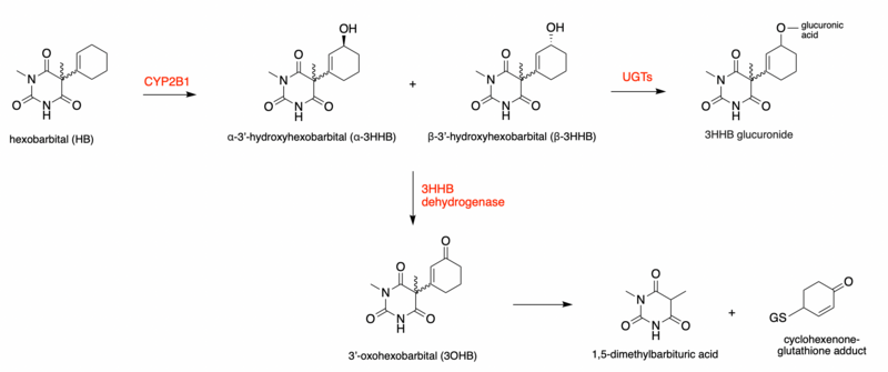 File:Metabolic pathway of hexobarbital.png