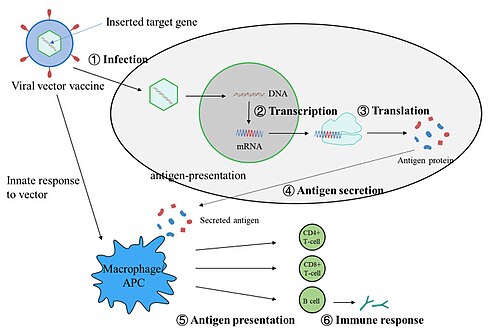 Mechanism of viral vector vaccines[31]