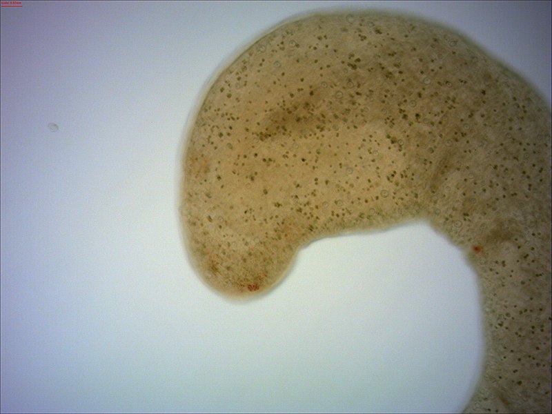 File:Microstomum lineare.jpg