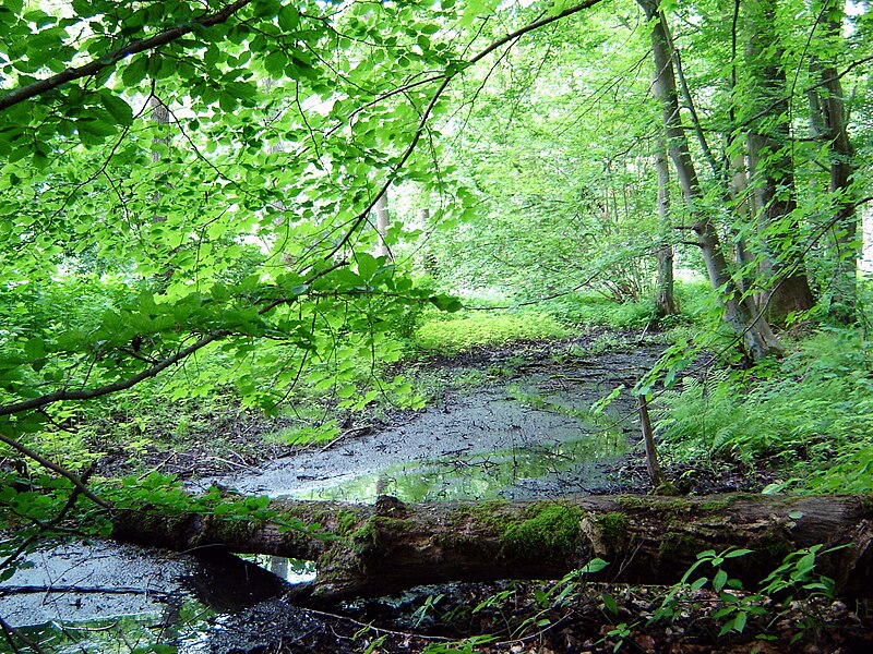 File:Mildenitz - vermoortes altes Flussbett 18-06-2010 16.jpg