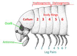 Millipede