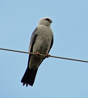 Mississippi kite