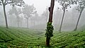 Mist covered Tea Gardens in Munnar