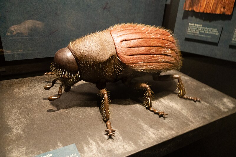 File:Model of the destructive Mountain Pine Beetle (32607739008).jpg