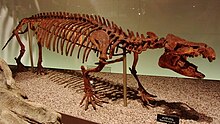 Moeritherium Moeritherium sp.jpg