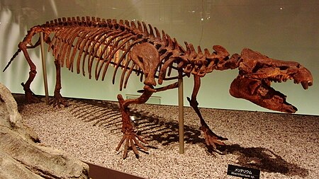 Fail:Moeritherium_sp.jpg