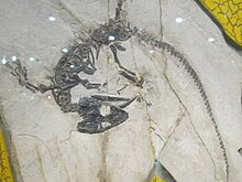 Monjurosuchus fosil Beijing.jpg