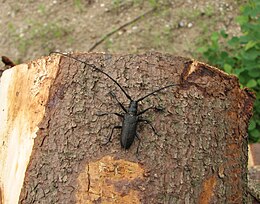 Вусач ялиновий малий (Monochamus sutor)