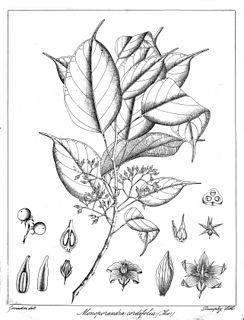 <i>Stemonoporus cordifolius</i> Species of tree