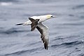 Australasian Gannet (Morus serrator), East of the Tasman Peninsula, Tasmania, Australia