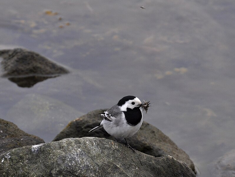 File:Motacilla alba 1.JPG