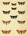 Moths of the British Isles Series2 Plate017.jpg