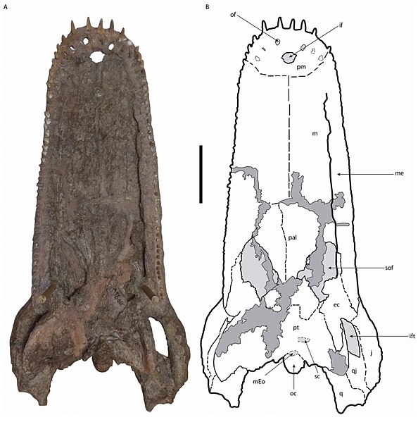 File:Mourasuchus pattersoni - skull - Urumaco Formation - Venezuela.jpg