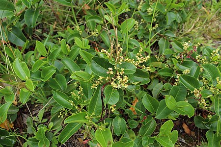 Muehlenbeckia tamnifolia