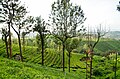 Munnar, Silver oak Trees