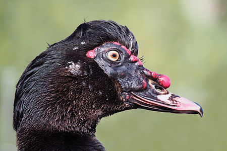 Cairina moschata (Muscovy Duck)