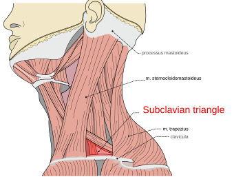 Musculi coli base, my edits for tringles, Subclavian.svg