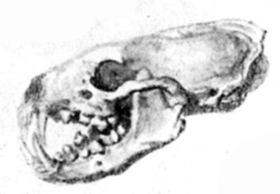 Mustelidae skull.png