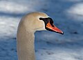 * Nomination Mute swan head in Prospect Park (Brooklyn, NYC) --Rhododendrites 18:37, 23 January 2024 (UTC) * Promotion  Support Good quality. --Plozessor 19:27, 23 January 2024 (UTC)