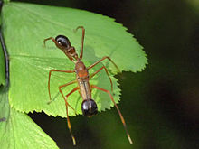 Myrmarachne plataleoides male at Kadavoor.jpg