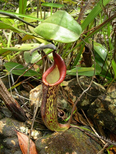 Nepenthes fusca