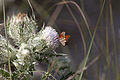 * Nomination Thistle blooms provide a midday meal for a gulf fritillary butterfly at Merritt Island National Wildlife Refuge in Florida. NASA’s Kennedy Space Center shares boundaries with the refuge, which is home to more than 330 native and migratory bird species, along with 25 mammal, 117 fish, and 65 amphibian and reptile species. By User:Ras67 --QEDK 17:51, 30 April 2016 (UTC) * Decline Good quality. --Hubertl 19:42, 30 April 2016 (UTC) Agreed and sorry for overruling, but not eligible: not a Wikimedians work. --Tsungam 16:26, 1 May 2016 (UTC)