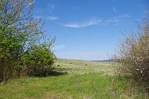 Bushes and fields in the NSG Wernershöhe (2017)