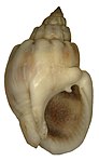 Nassarius distortus