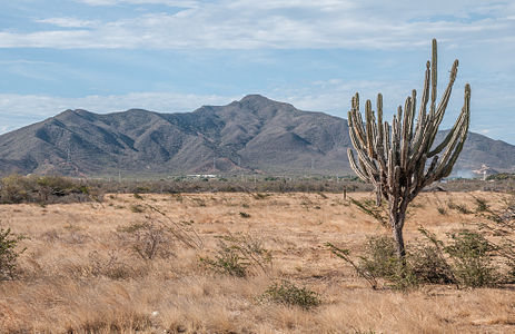 Naturaleza Xerófila de la Isla de Margarita