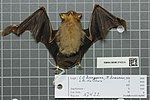 Thumbnail for Raffray's sheath-tailed bat