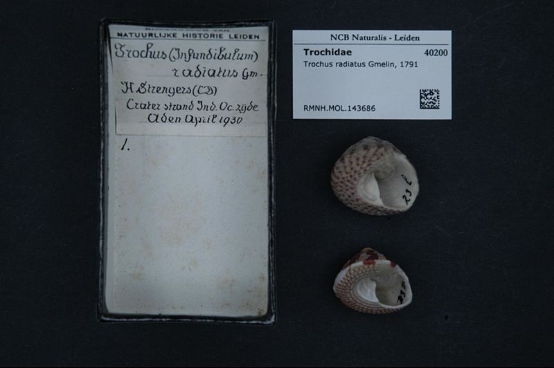 File:Naturalis Biodiversity Center - RMNH.MOL.143686 - Trochus radiatus Gmelin, 1791 - Trochidae - Mollusc shell.jpeg