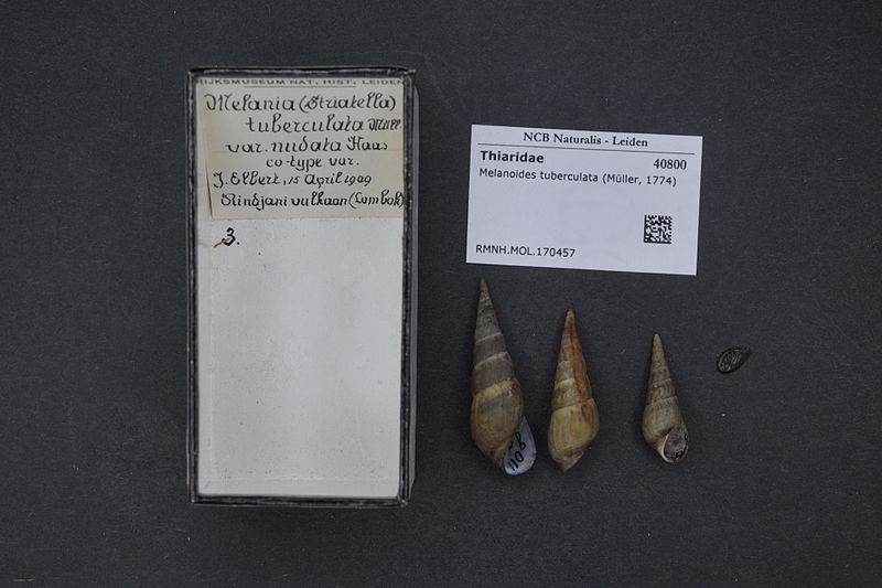 File:Naturalis Biodiversity Center - RMNH.MOL.170457 - Melanoides tuberculata (Müller, 1774) - Thiaridae - Mollusc shell.jpeg