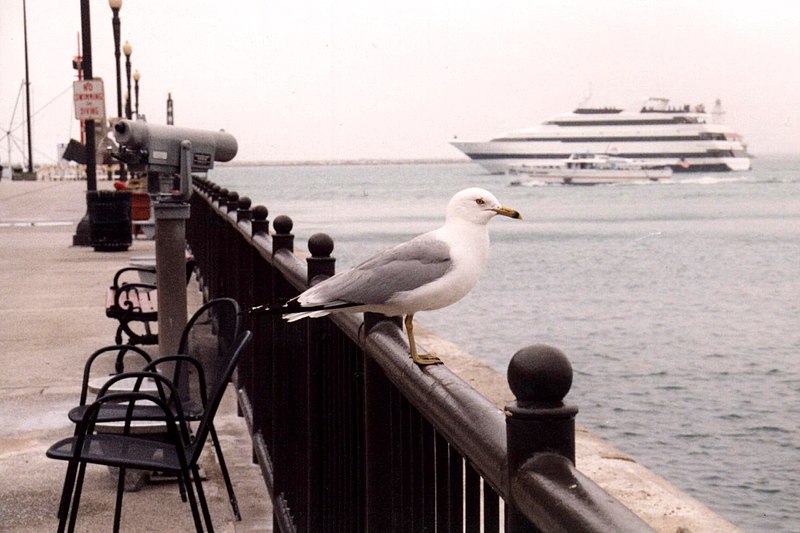 File:Navy Pier seagull boats.jpg