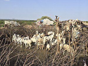 Gospodarka Somalii: Powody słabego rozwoju, Przemysł, Rolnictwo i rybołówstwo