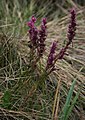 Neobartsia laniflora