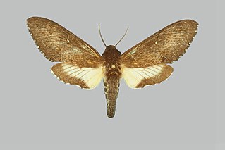 <i>Neogene curitiba</i> Species of moth