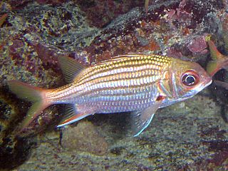 <i>Neoniphon marianus</i> Species of fish