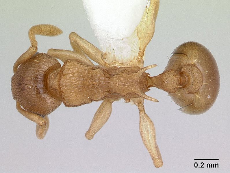 File:Nesomyrmex evelynae casent0178298 dorsal 1.jpg