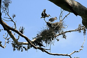 Great Blue Heron Nest