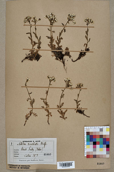 File:Neuchâtel Herbarium - Achillea erba-rotta - NEU000009093.jpg