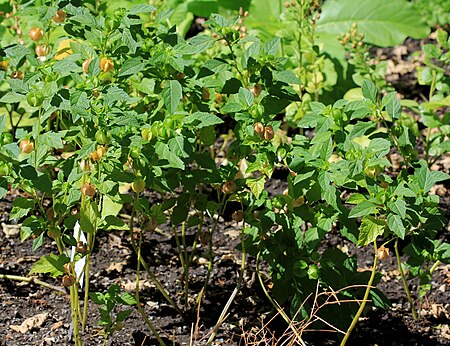 Nicandra physalodes