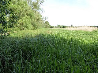 Norah Hanbury-Kelk Meadows Suffolk Wildlife Trust nature reserve