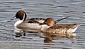 Northern pintails (male & female)